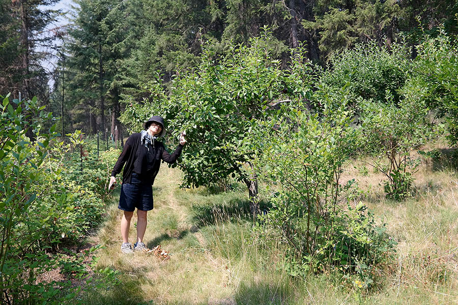 An abundant orchard